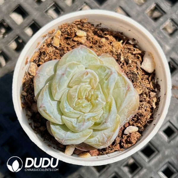 Echeveria Sumei - Image 1