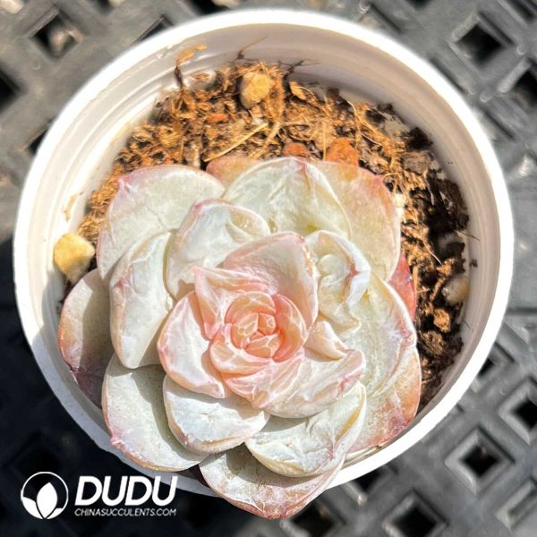 Echeveria Fafner - Image 1