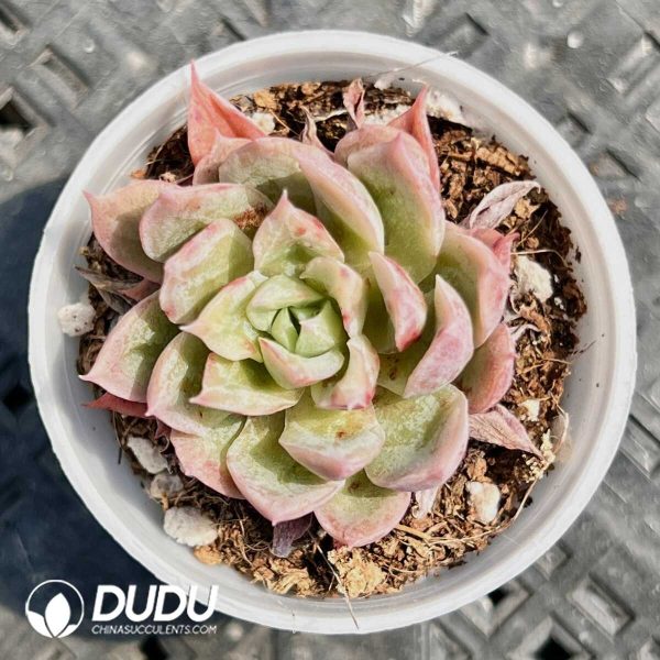Echeveria Autumn Goose - Image 1