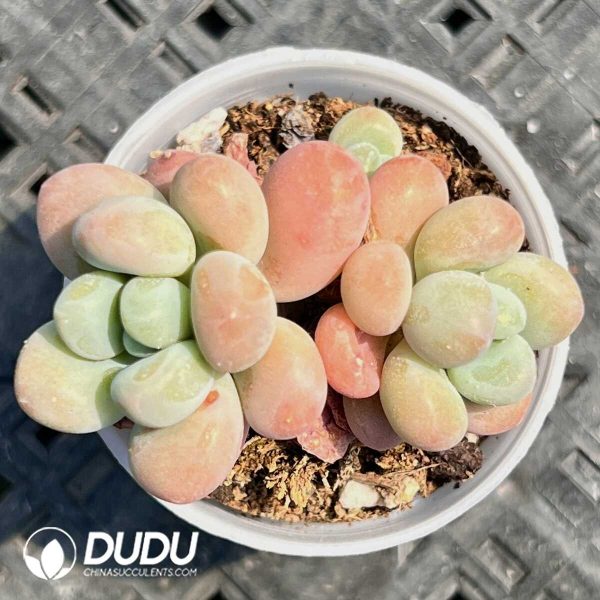 Graptopetalum Perfume Miul Double Head - Image 1