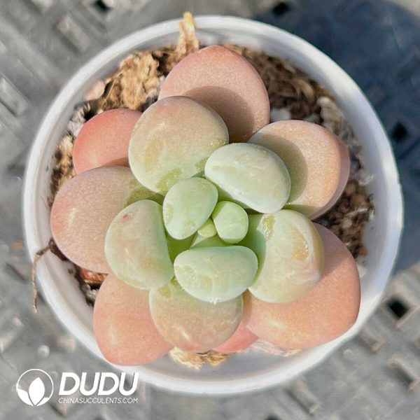 Graptopetalum Perfume Miul Single Head - Image 1