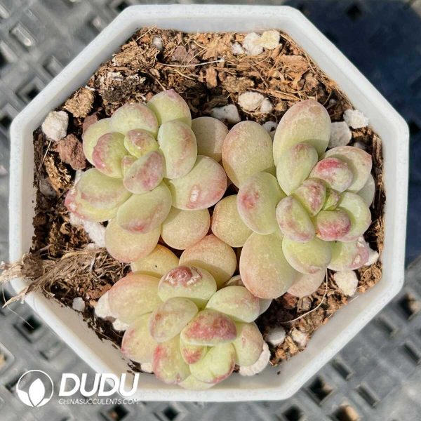 Echeveria Shine Rose Clustering - Image 1