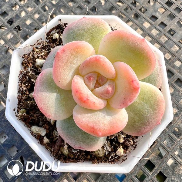 Echeveria Edelweiss - Image 1