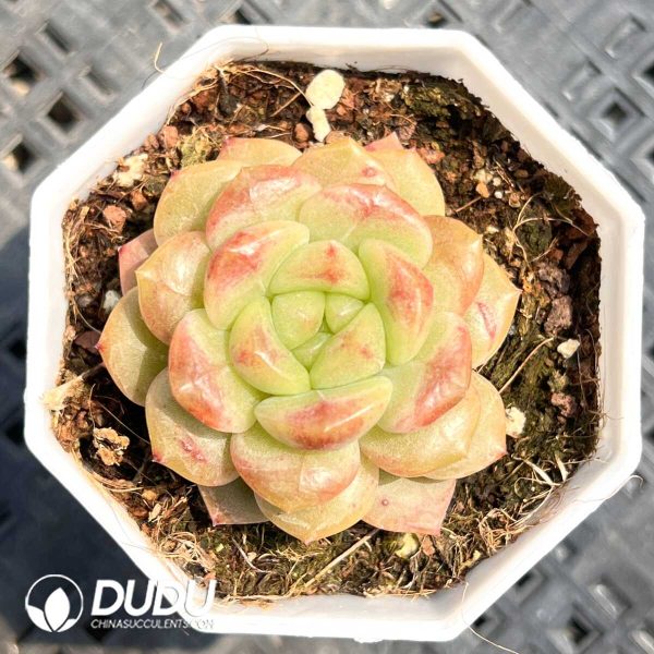 Echeveria Tanghulu - Image 1