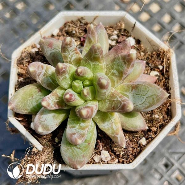 Pachyphytum Panettone - Image 1