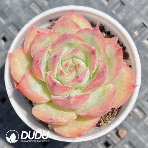 Echeveria Wild Berries - Image 1