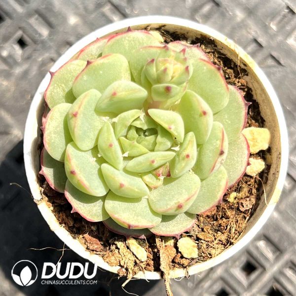 Echeveria Long Island Red Boat - Image 1