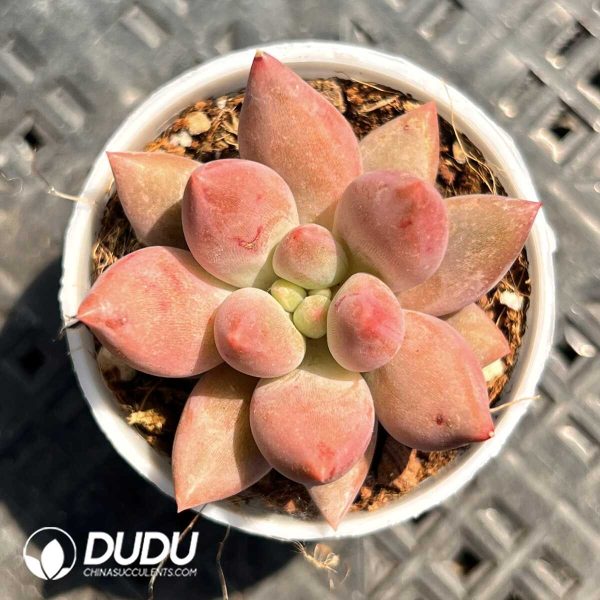 Pachyphytum Yuji Beauty - Image 1