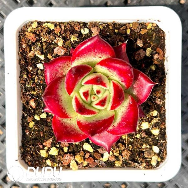 Echeveria Red Psyche - Image 1