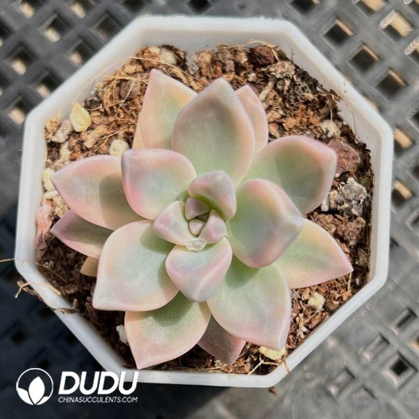 Graptopetalum Victor Kane Variegated - Image 1