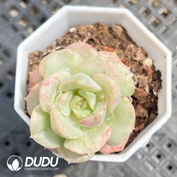 Echeveria Nicksana Variegated - Image 1