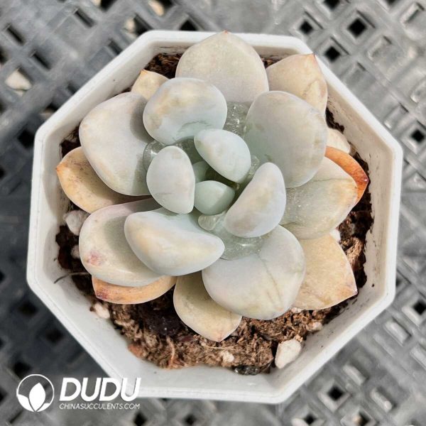 e201-233.jpg Graptoveria Opalina Variegated - Image 1