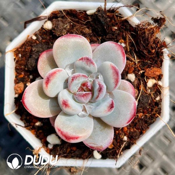 Echeveria Elegans - Image 1