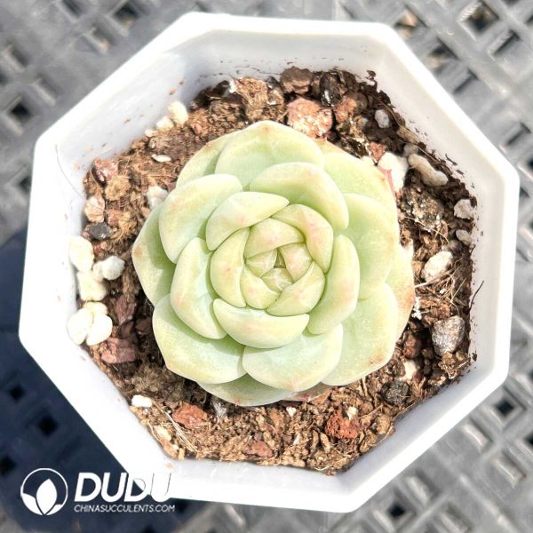 Echeveria Mount Fuji - Image 1