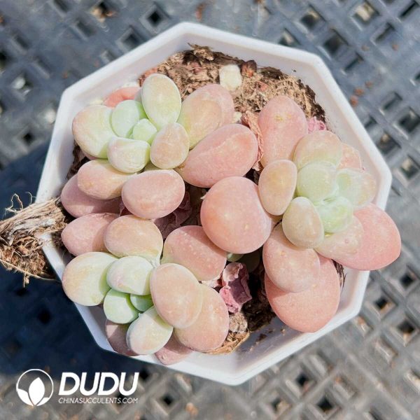 Graptopetalum Miss Red Fruit Clustering - Image 1