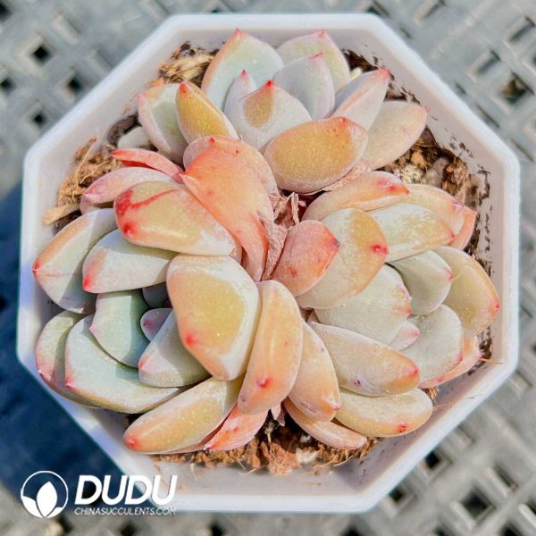 Echeveria Charles Clustering - Image 1