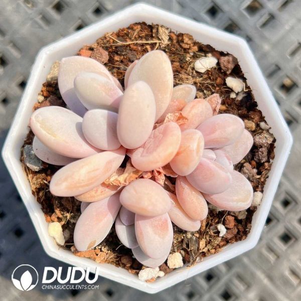 e201-238.jpg Graptoveria Pink Rabbit - Image 1
