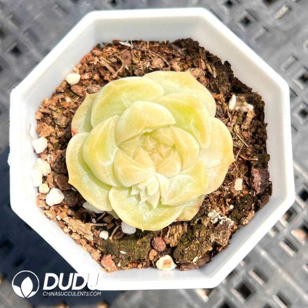 Echeveria Sweet Palemmo - Image 1