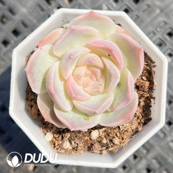 Echeveria Dream Bubble - Image 1