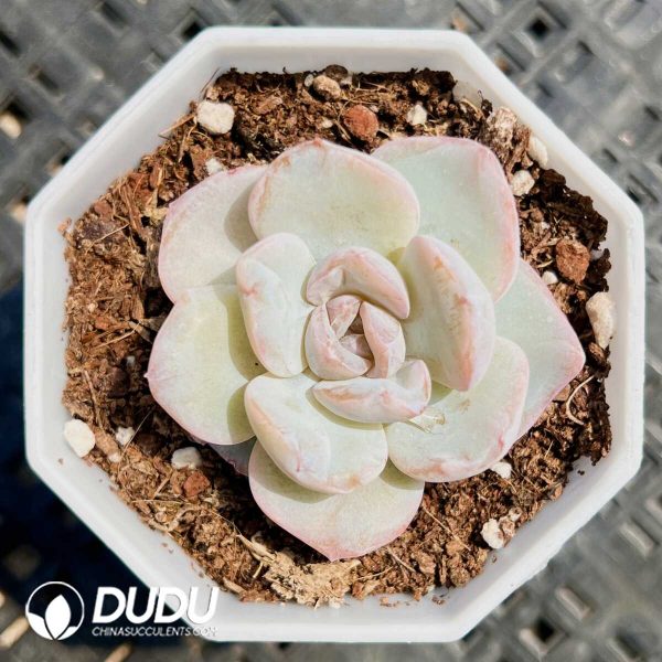 Echeveria Cubic Sugar - Image 1