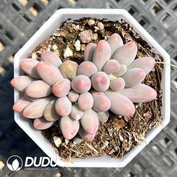 Pachyphytum Croissant Clustering - Image 1