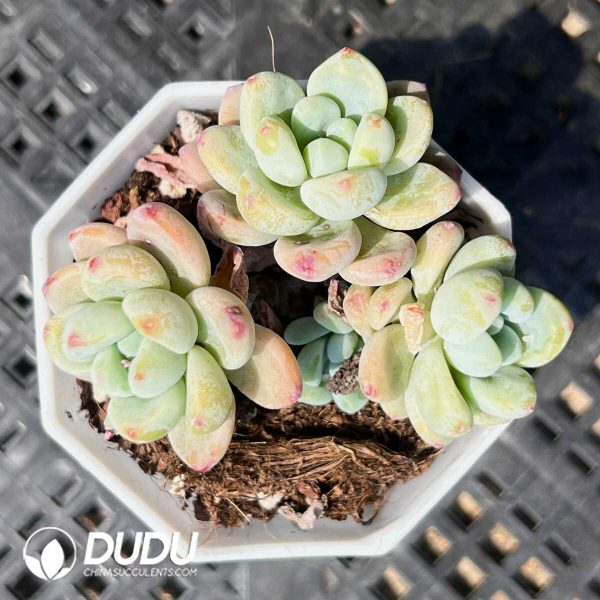 Echeveria Fu La Lei Clustering - Image 1