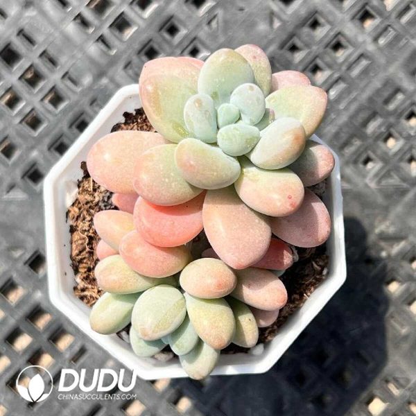 Echeveria Sailor Moon Double Heads - Image 1