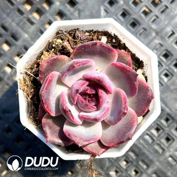 e201-245.jpg Echeveria Blueberry - Image 1