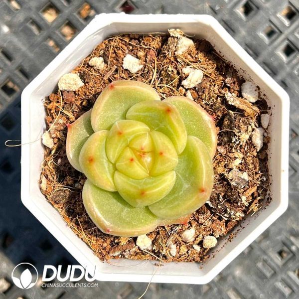 Echeveria  Teru Teru Bozu - Image 1