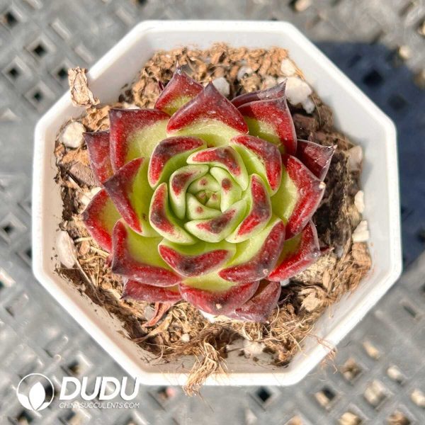 Echeveria Luxembourg Queen - Image 1