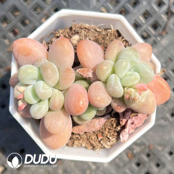 Graptopetalum The Ballad of Mulan Double Heads - Image 1