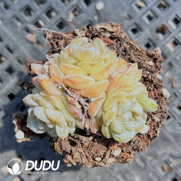 Echeveria  Fig Tea Clustering - Image 1