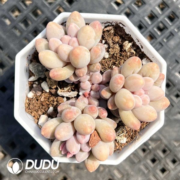 e201-251.jpg Pachyphytum Little Milky Bean Clustering - Image 1