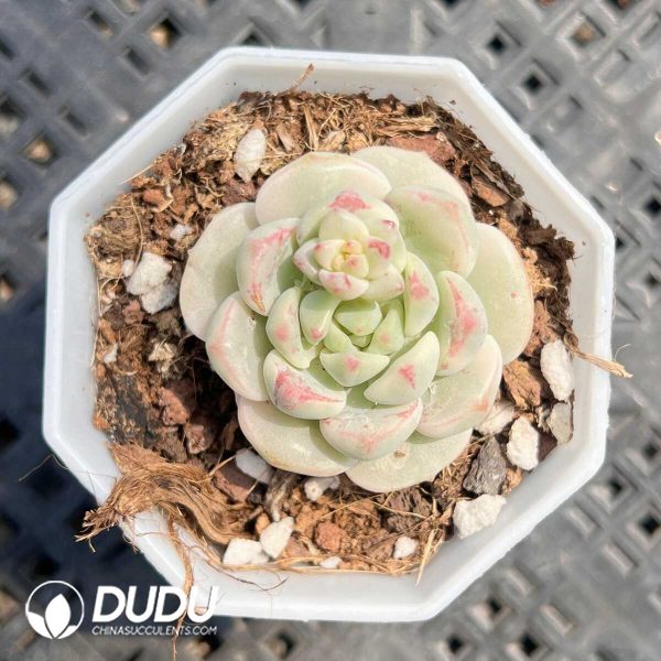 Echeveria vanilla Variegated - Image 1