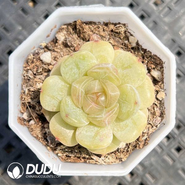 Echeveria Colorful Lovers - Image 1