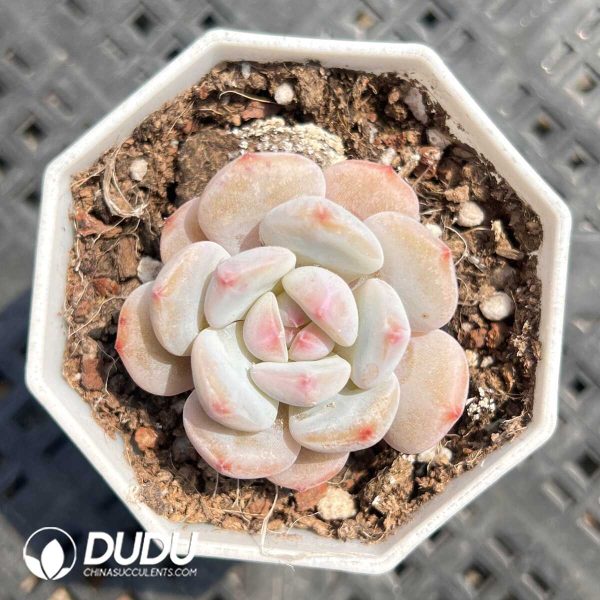 Echeveria Little Chestnut - Image 1