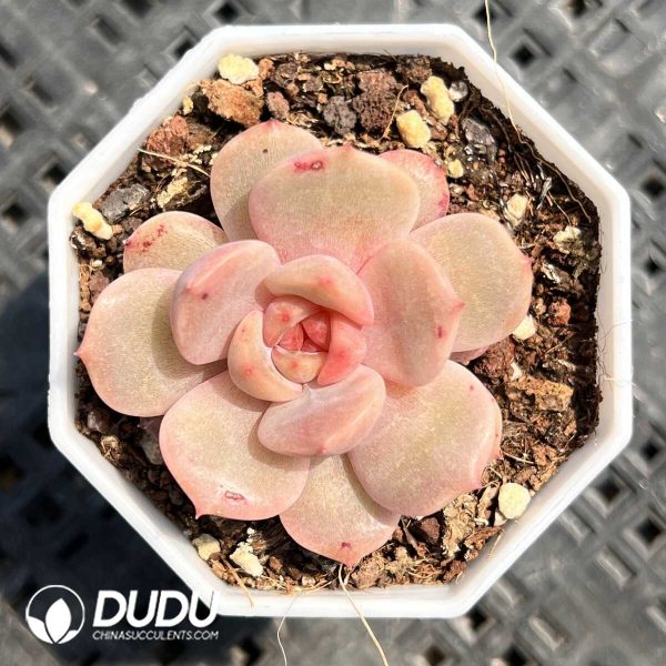 Echeveria sweet cakes - Image 1