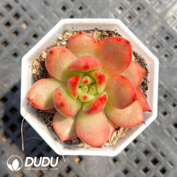 Echeveria Red Orb - Image 1