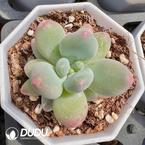Pachyphytum garciae - Image 1