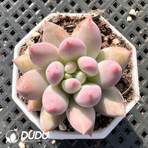 Pachyphytum Ice Fruit - Image 1