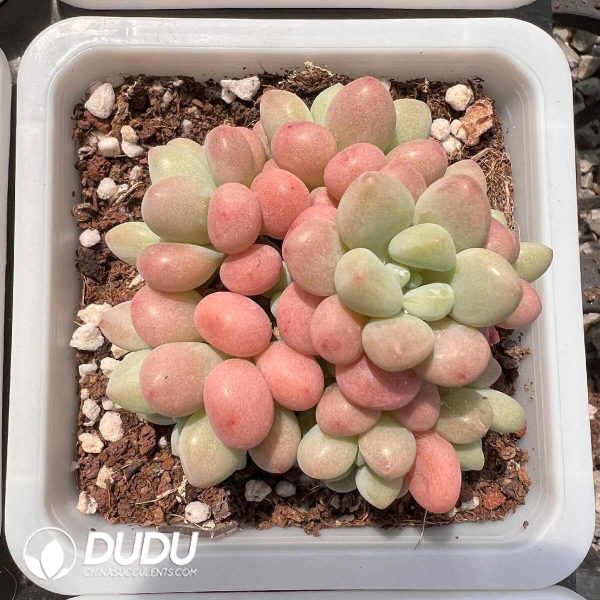 Graptopetalum Aurora Clustering - Image 1