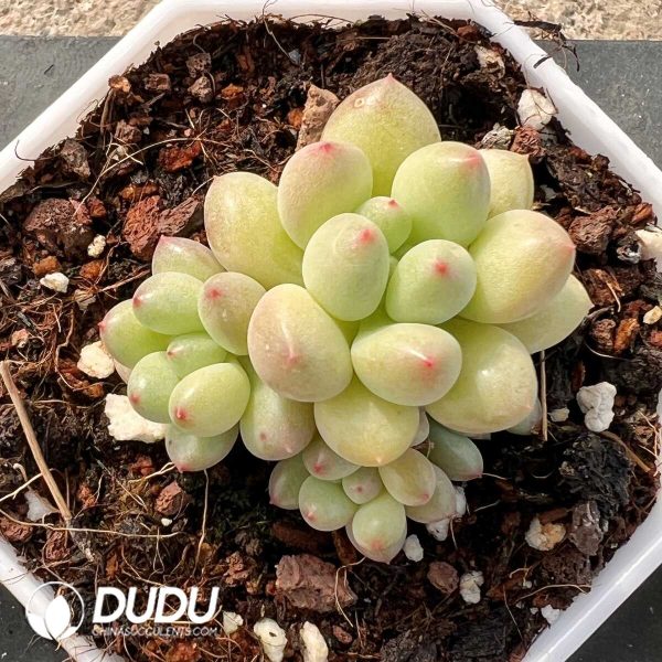 Pachyphytum papillaris jacobseniana - Image 1