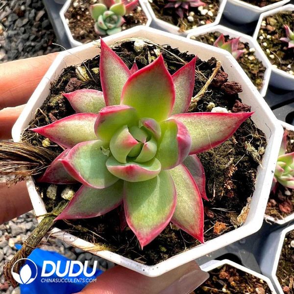 Echeveria Agavoides Casio - Image 1