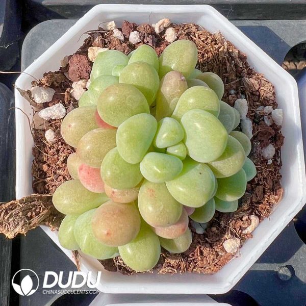 Graptopetalum Sweetheart Guava - Image 1