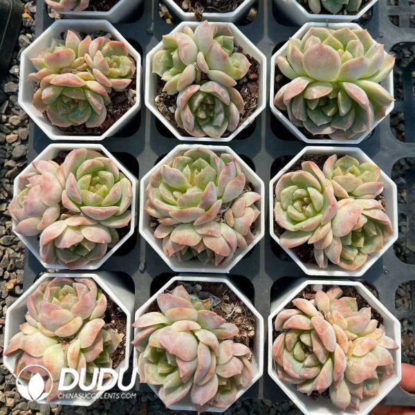 e201-263.jpg Echeveria Dream Bubbles Clustering - Image 1