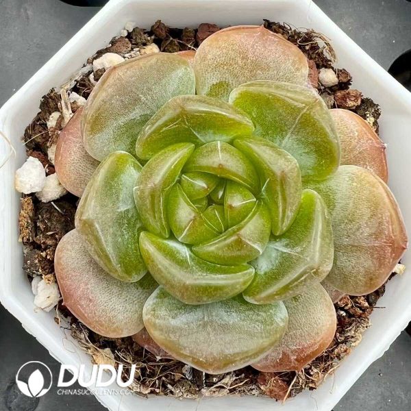 e201-264.jpg Echeveria Annie Rain - Image 1