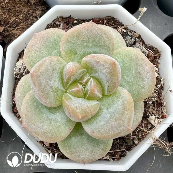 e201-265.jpg Echeveria Usnea - Image 1