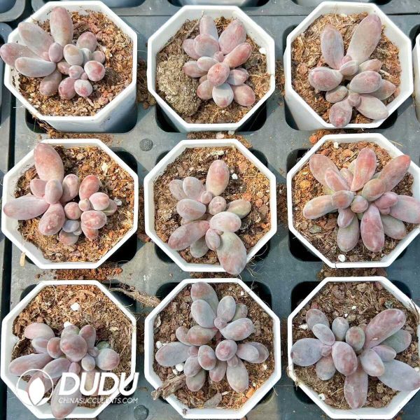 Pachyphytum Red Peony - Image 1