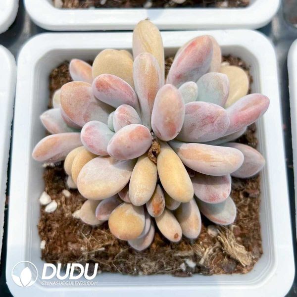 e201-267.jpg Pachyphytum Nicely Clustering - Image 1