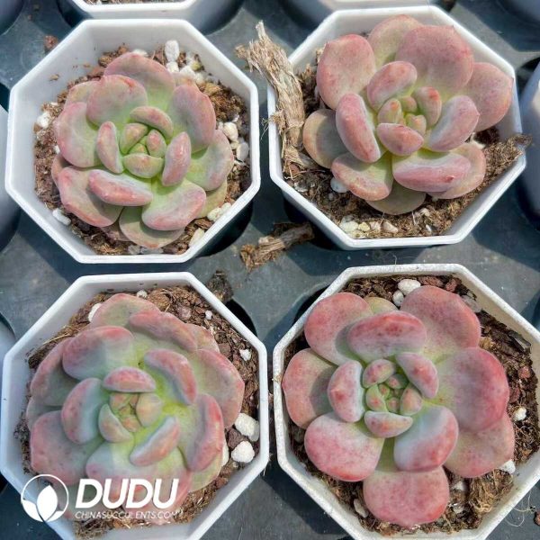 e201-268.jpg Echeveria Myrica Rubra - Image 1